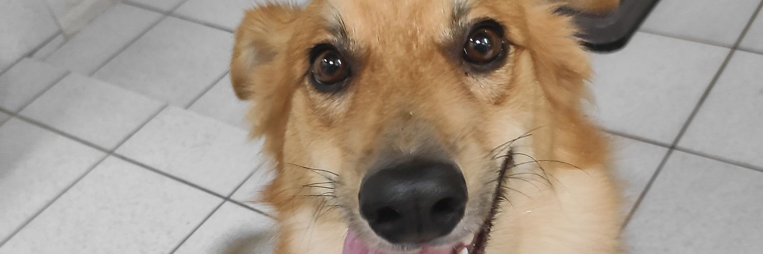 tiemy_tts's profile banner image