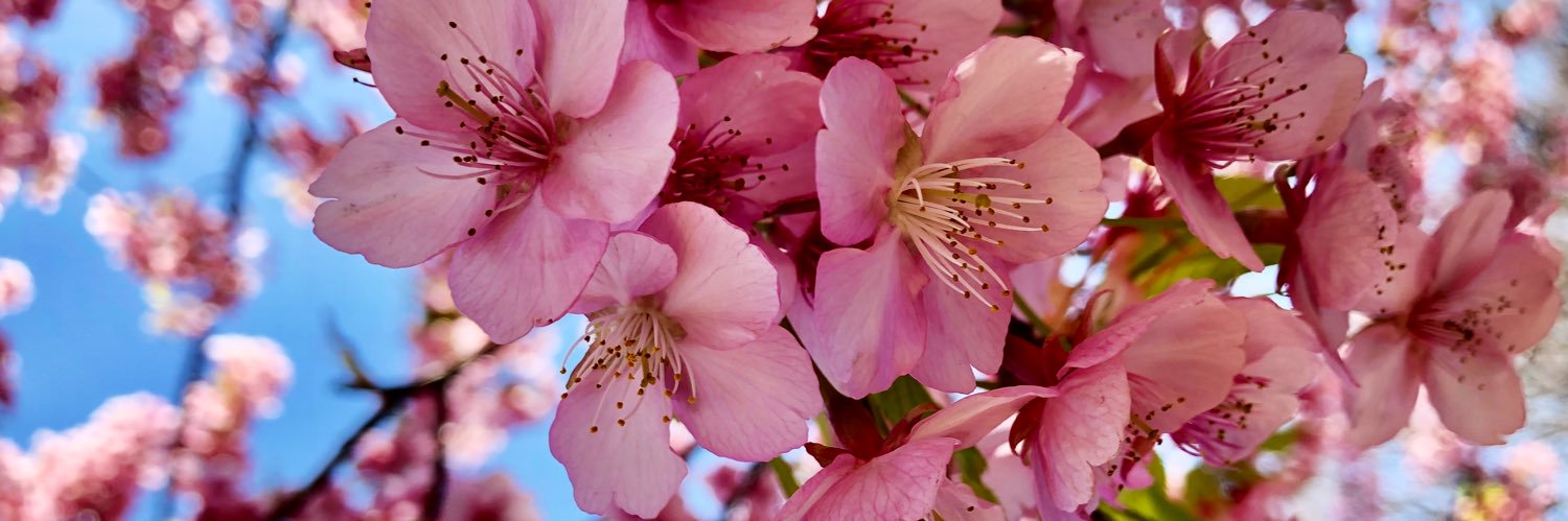 Elizabeth T. Marcelo banner