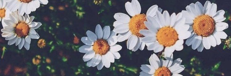 Elisaalopezz's profile banner image