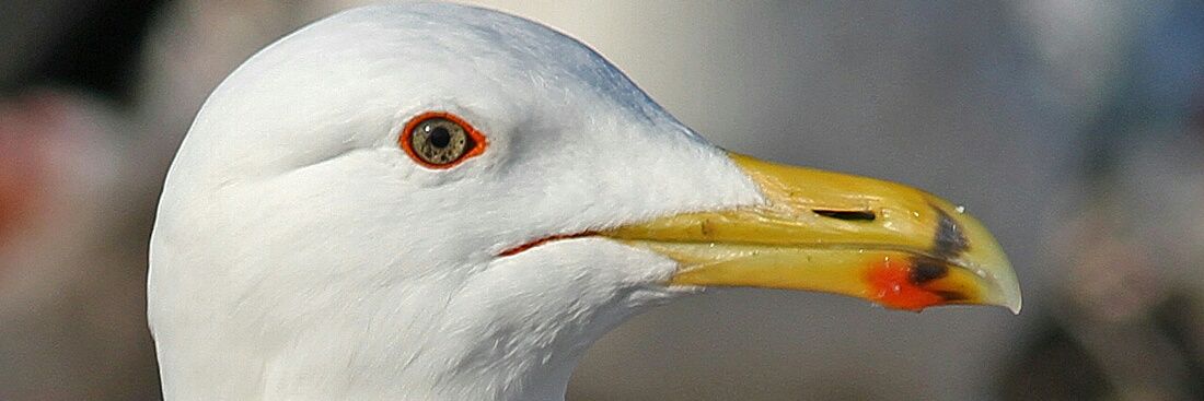 OnlyGulls's profile banner image