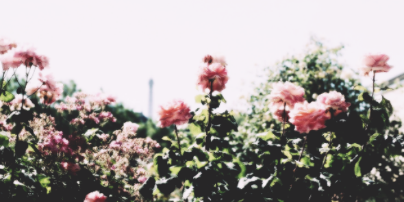 Fantasy_FRF's profile banner image