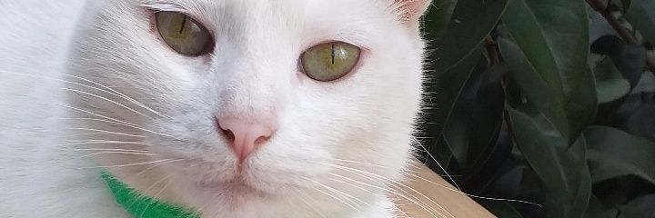 eluu34's profile banner image