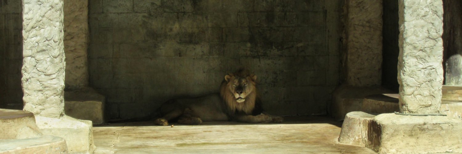 The Mane Course 🦁 (@lionofjudah868) / Posts / X