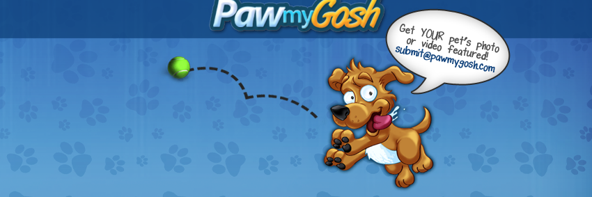PawMyGosh's profile banner image