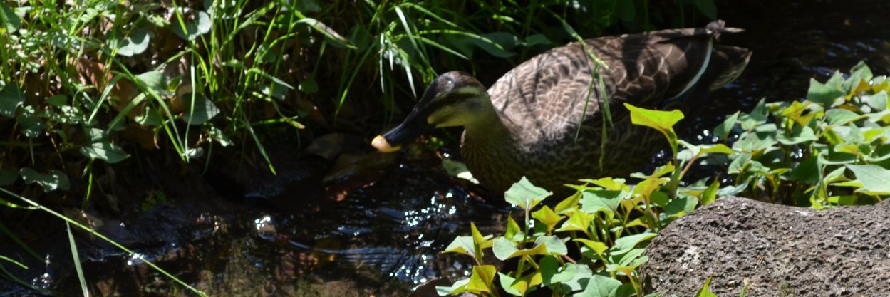 roukotu💙💛 banner