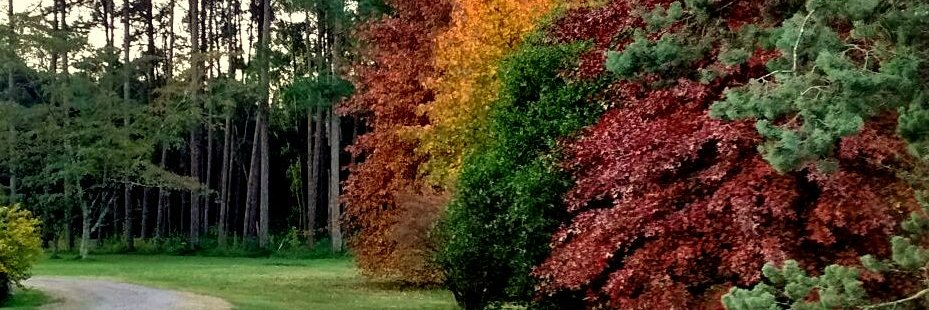 Eduardo Pablo Cappa banner