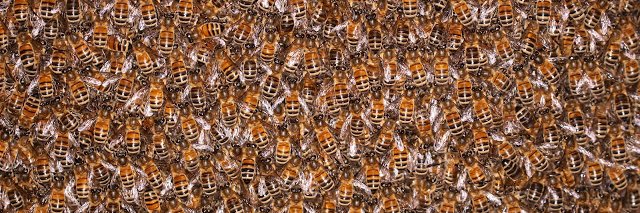 Northern Beekeepers banner
