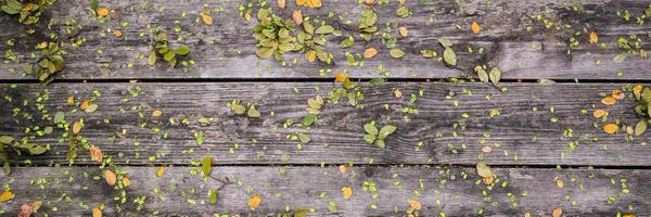 HeyAmyGu Profile Banner