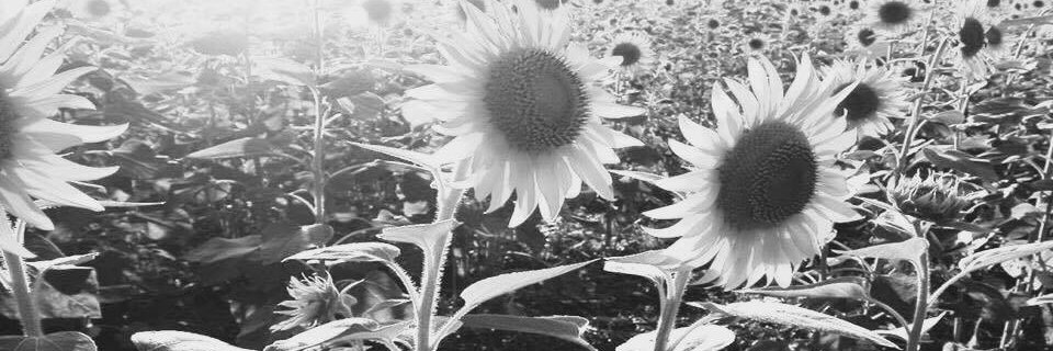_kcar's profile banner image
