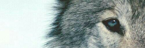 Amber_WML's profile banner image