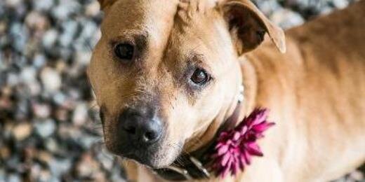 ProtectingPaws1's profile banner image