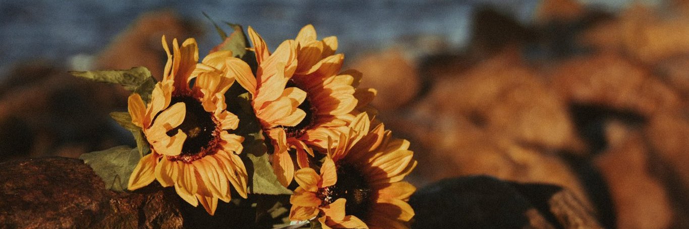 TheeAngyBear's profile banner image