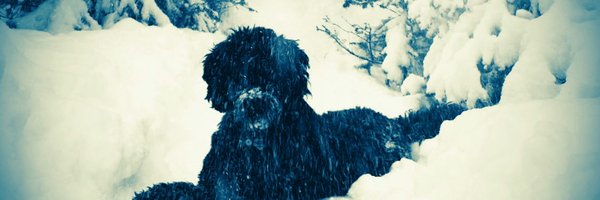 TurtleIzz Profile Banner