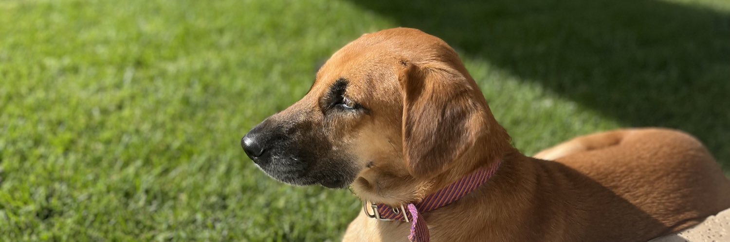 LuliPetz's profile banner image