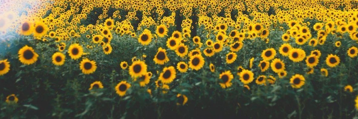meli_oq's profile banner image
