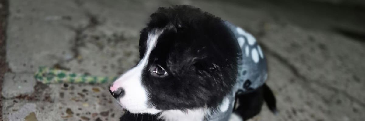 enzo13156's profile banner image
