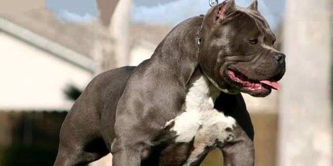 The_Cuban_Beast's profile banner image