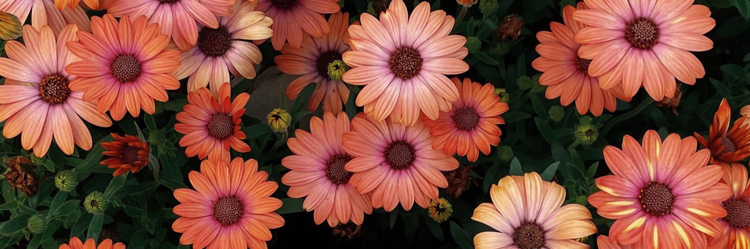 abbs__rose's profile banner image