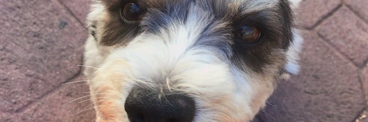 romanmorrey's profile banner image