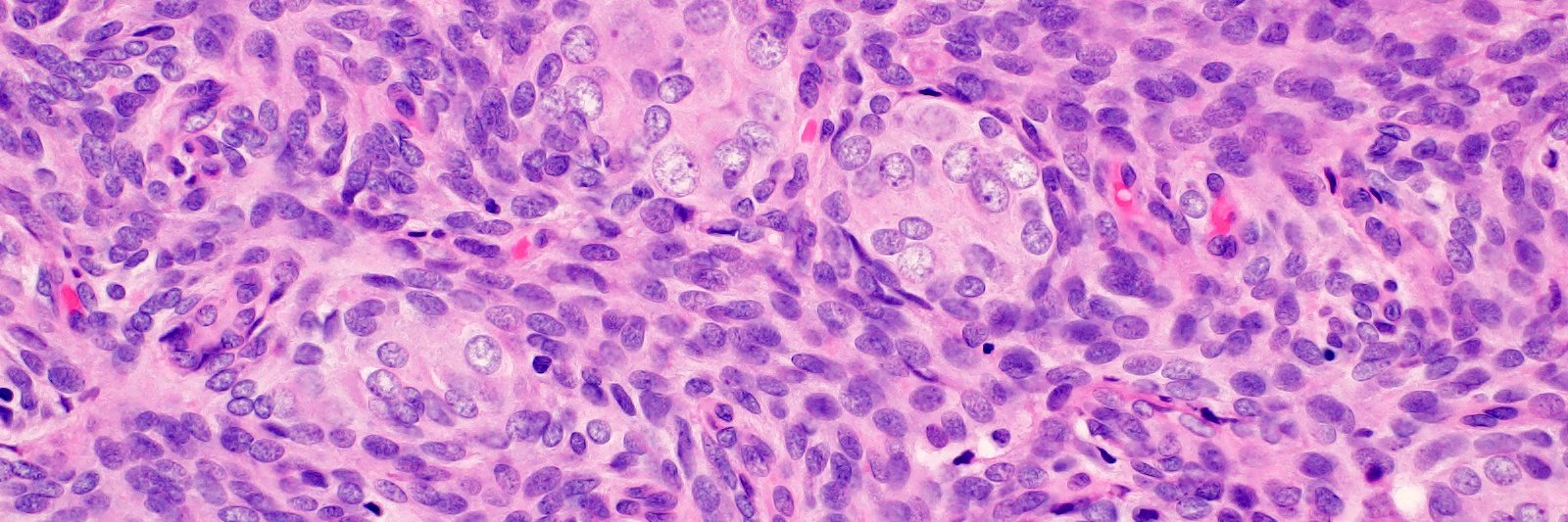 Brooke E. Howitt banner