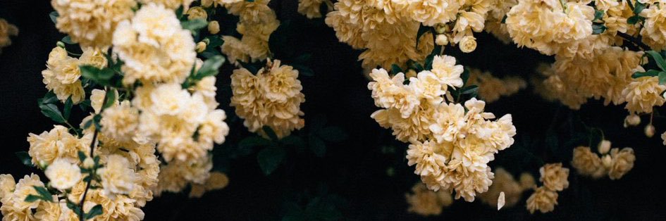 maylanrf's profile banner image