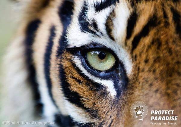 SifaLess's profile banner image