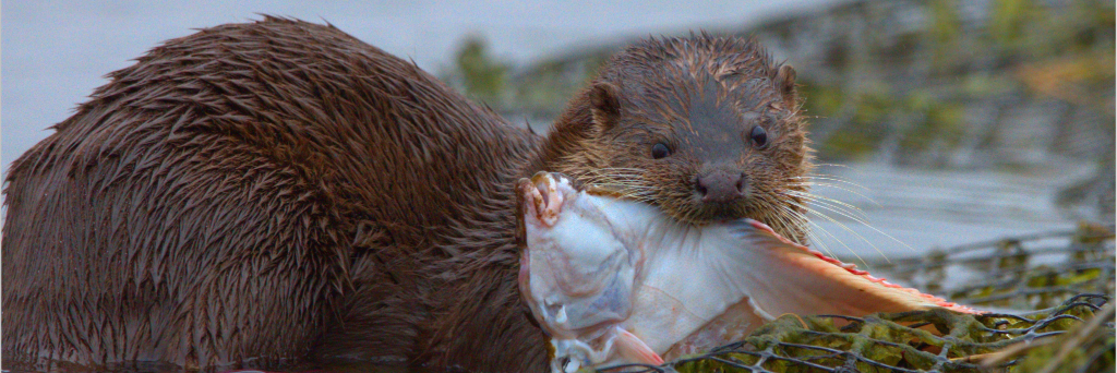 WeWildlifewatch's profile banner image