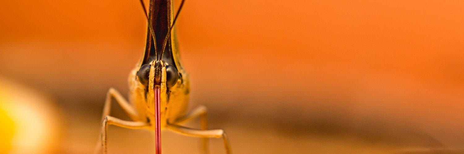 SlichoArt's profile banner image