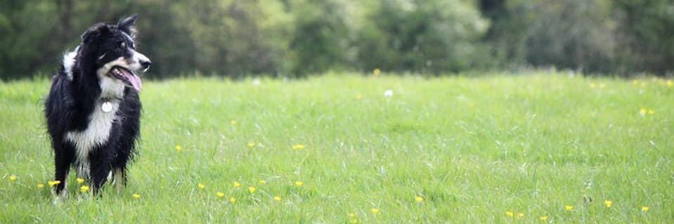 Bepp83's profile banner image