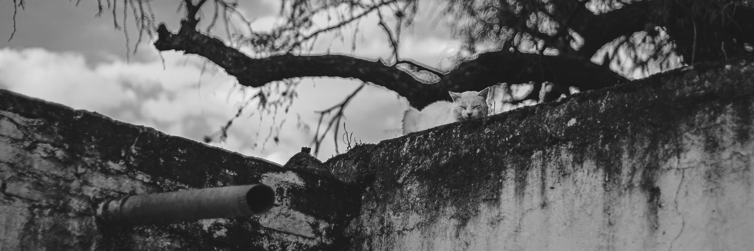 torashu_564's profile banner image