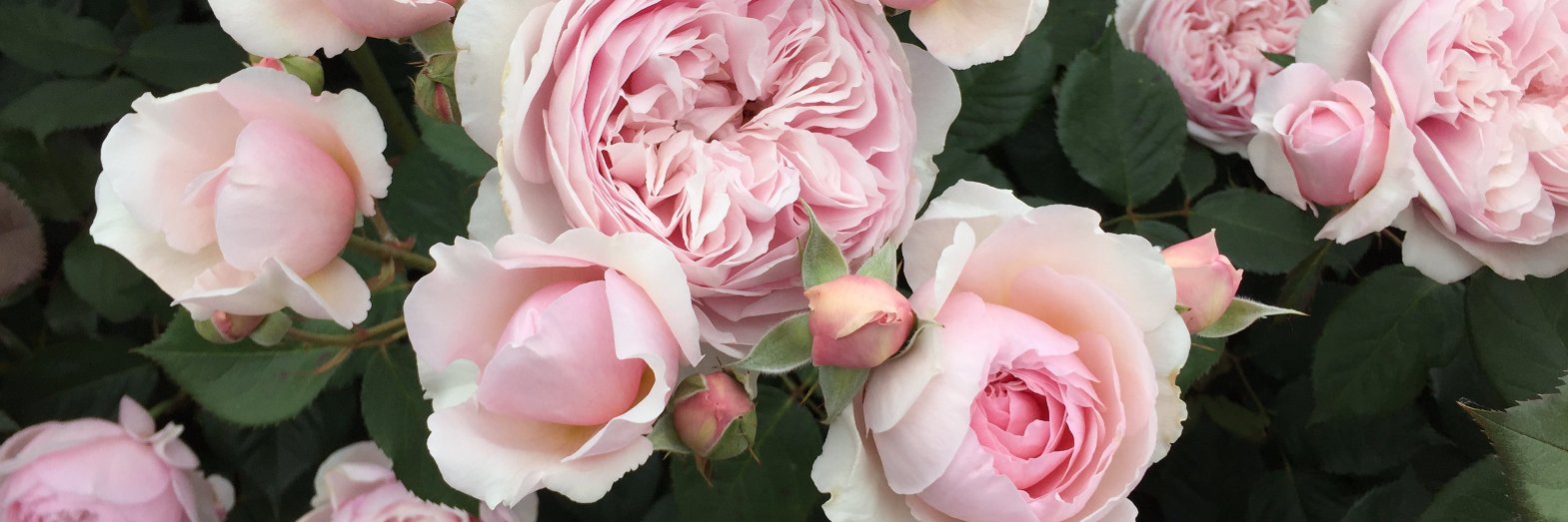 heirloomroses's profile banner image