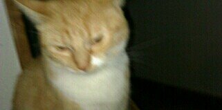 vitorio matroncos banner