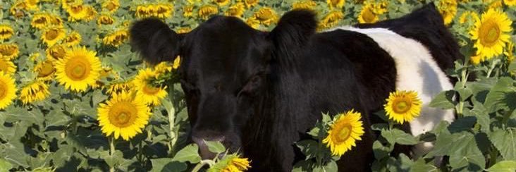katyslayss's profile banner image
