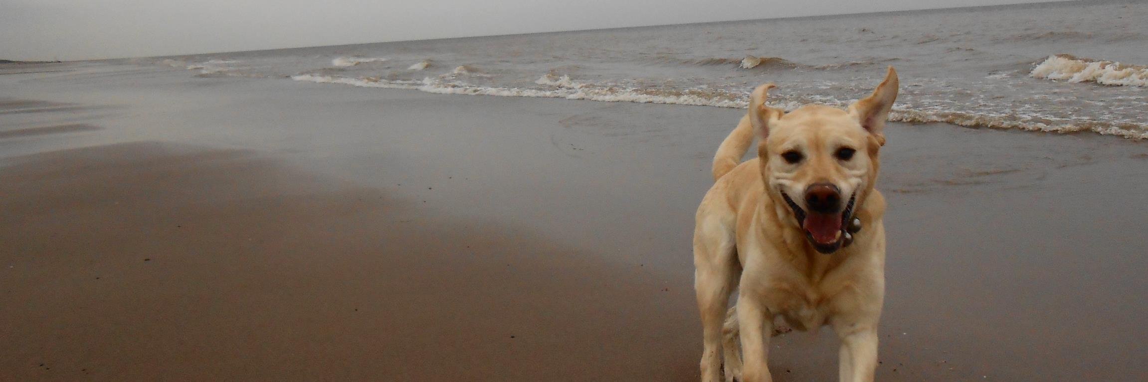 Guide Dog Sergeant & RGD Verity RIP banner