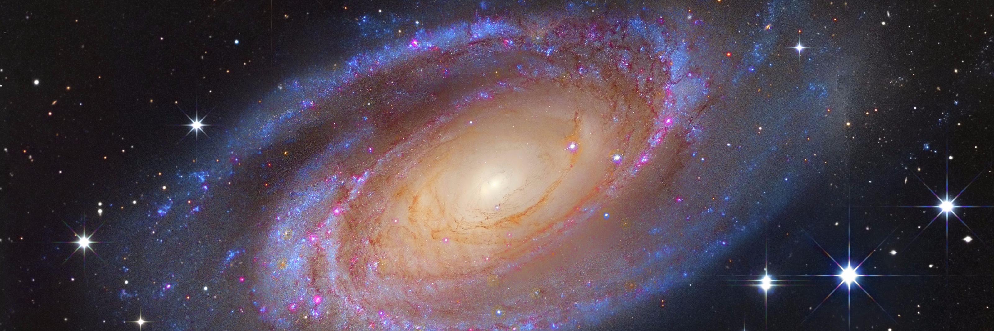 Walter Anderson banner