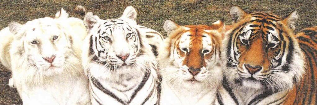 Valdimas Anggara banner