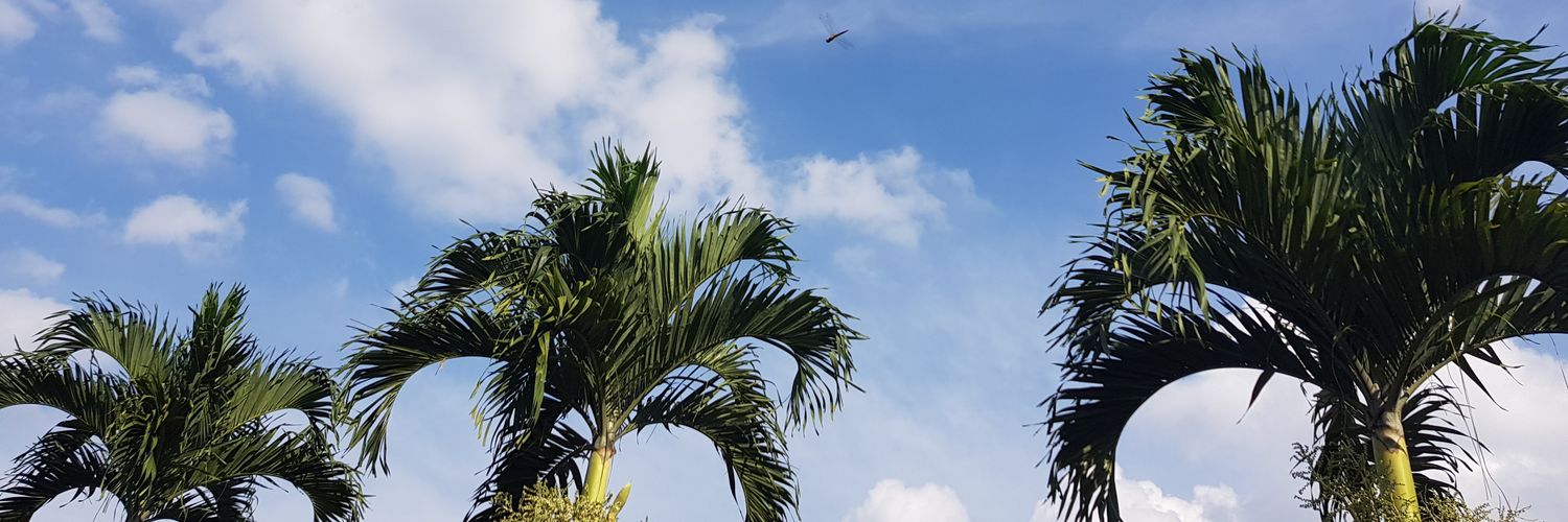 arisafp's profile banner image
