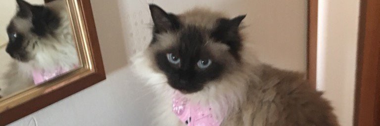 weecutchie's profile banner image
