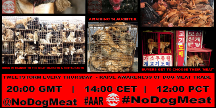 NoDogMeat's profile banner image