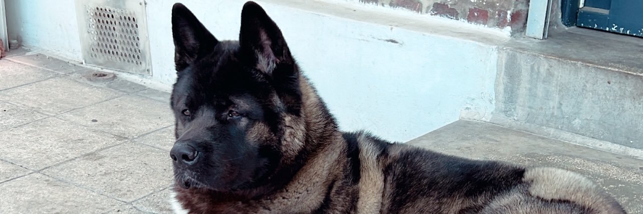 Tedounours's profile banner image