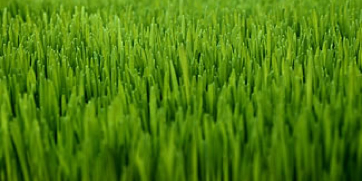 LegacyTurfgrass's profile banner image