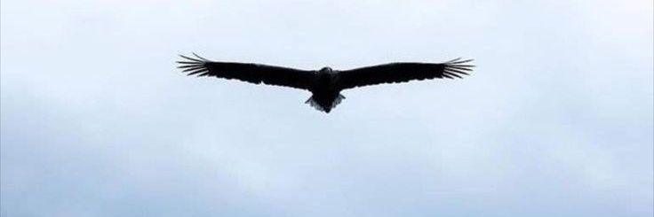 🇮🇷سَروِ سهی banner