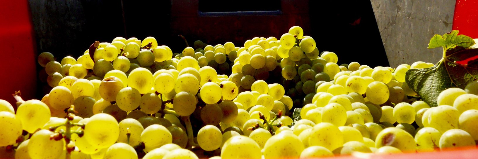 Verity Wine Partners banner