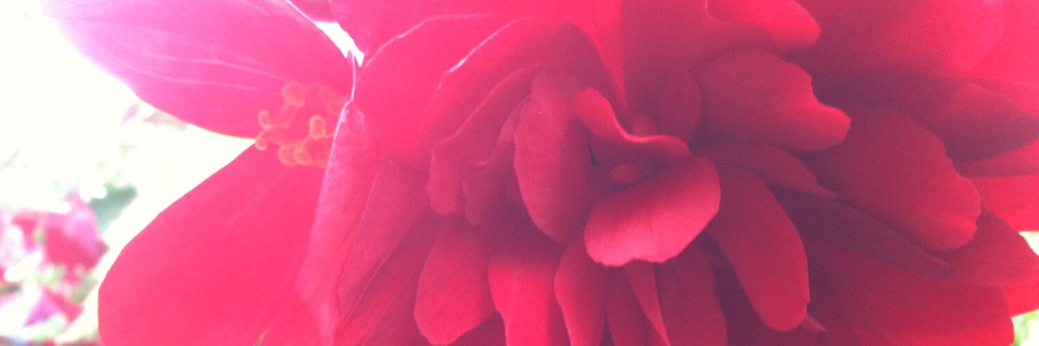swilloster's profile banner image