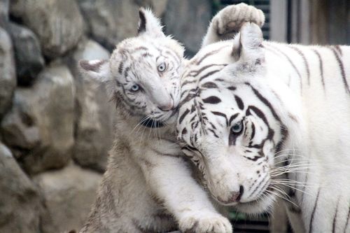 tiger_owl_ns's profile banner image