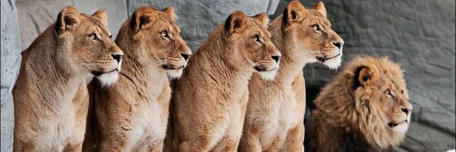 المهاجر banner