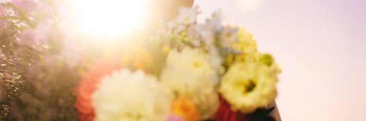 Shama244's profile banner image
