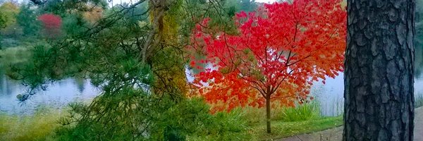 petratoller Profile Banner