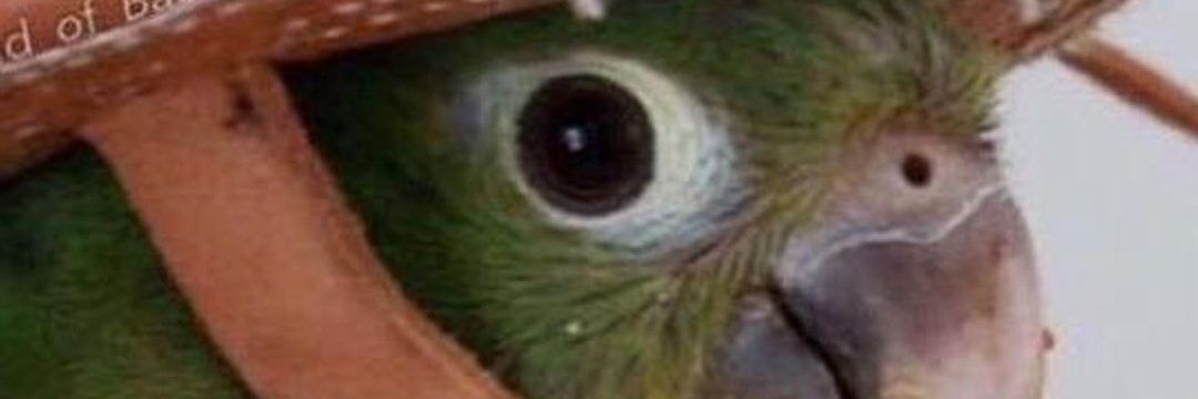 daivicen's profile banner image