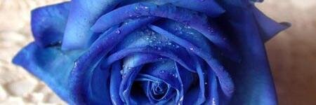 IceBlueRose's profile banner image